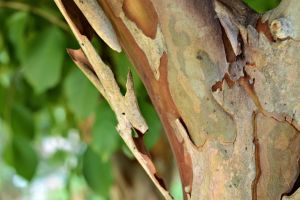 God and the garden devotional SKINS 8-2015