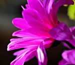 PINK DEVOTIONAL 9-2015