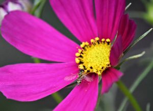 work it God and the Garden devotional 10-2015