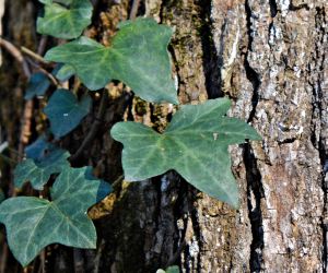 and the ivy 12-2015 b is for blessed devotional