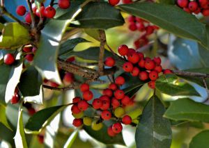 The Holly B is for Blessed 12-2015