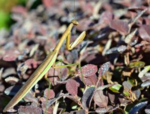 Pray! God and the garden 1-22-2016