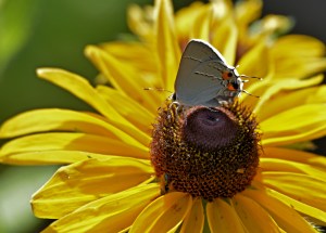 resting-on-sunflower