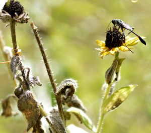 seasons-god-in-the-garden-devotional-2-8-2016