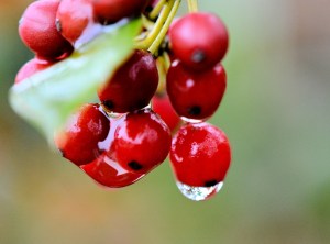 the-holly-and-the-ivy-2-comb-devotional-12-16